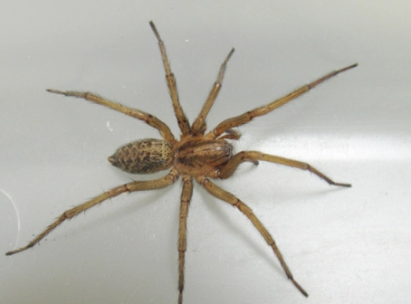 Hobo Spiders in Utah: Identification, Bites, and Control Guide