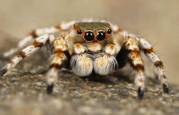 Spiders in Kansas: A Complete Guide to Species, Safety & Control