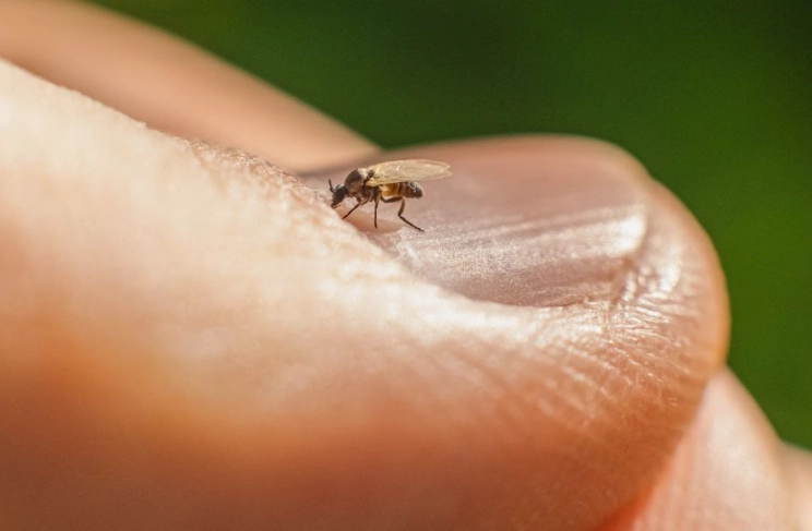 georgia biting midges