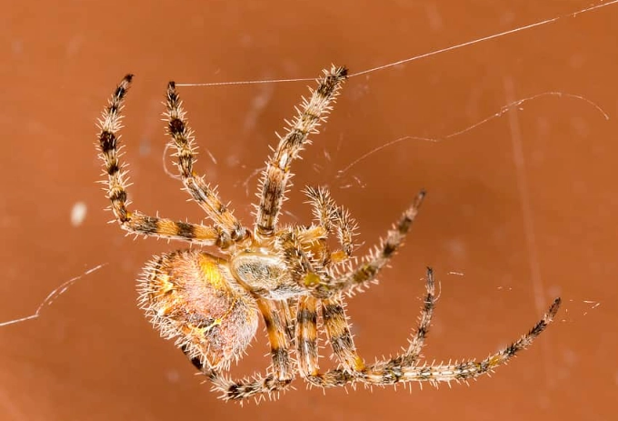 Orb Weavers of New Mexico: Your Complete Guide to These Garden Architects