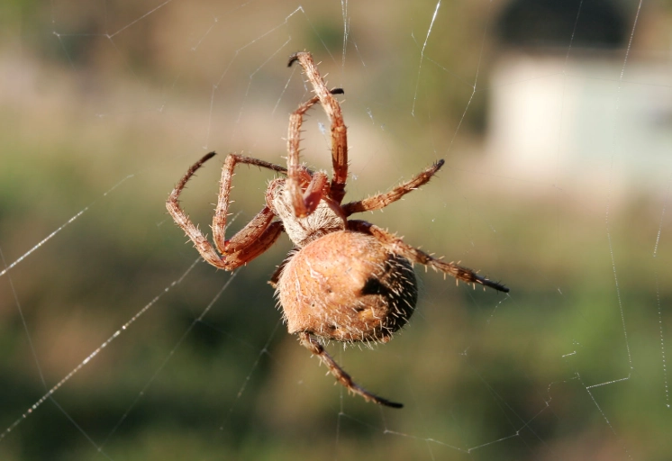 new mexico garden spiders