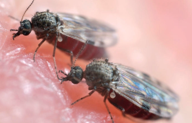 georgia biting midges