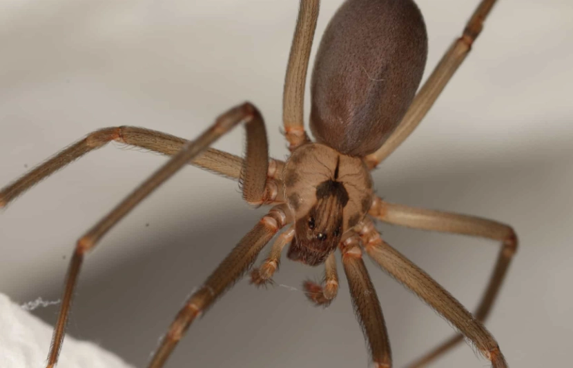 Wolf Spider vs Brown Recluse: Ultimate Guide to Identification, Bites & Safety