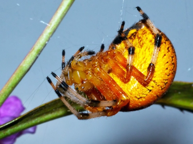 new mexico garden spiders