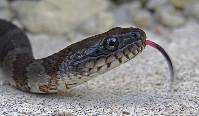 northern water snake kansas