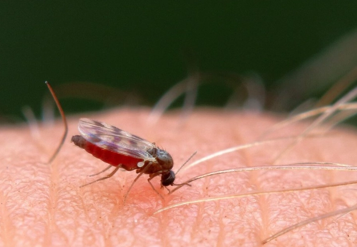 Biting Midges in Georgia: Complete Guide to Identification, Bites & Control