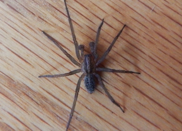 hobo spider utah