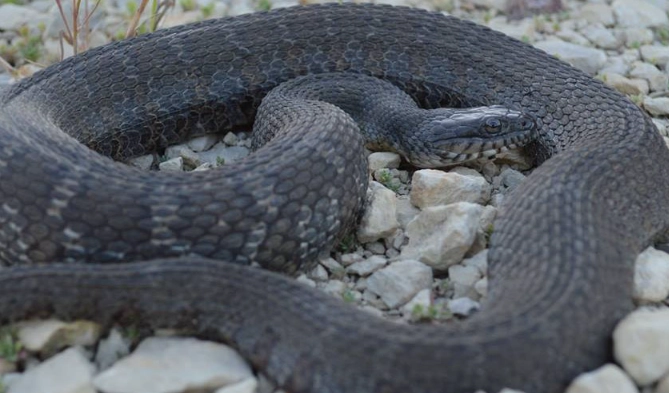 Common Water Snake in Kansas: Your Complete Guide & FAQs