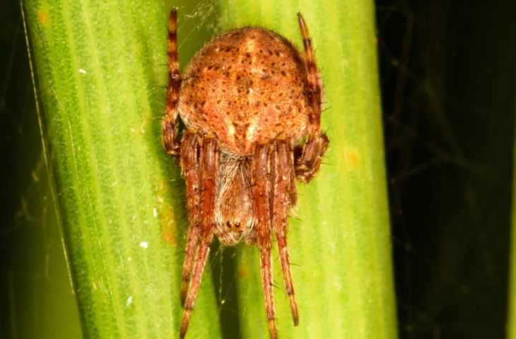 are orb weavers venomous