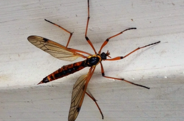 crane fly larvae