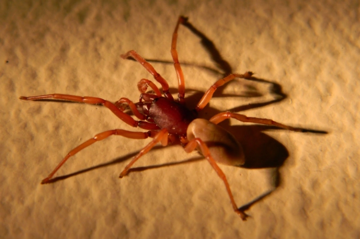 are red spiders poisonous