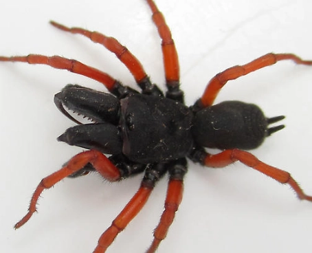 are red legged spiders poisonous