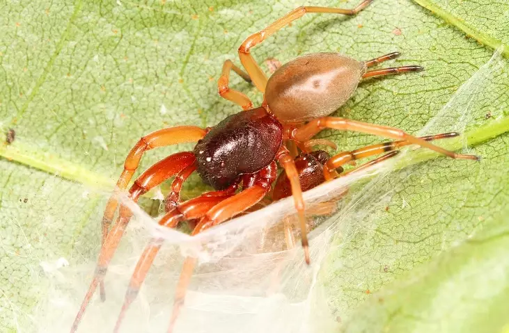 red legged spider identification