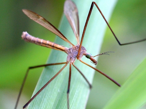 crane fly larvae