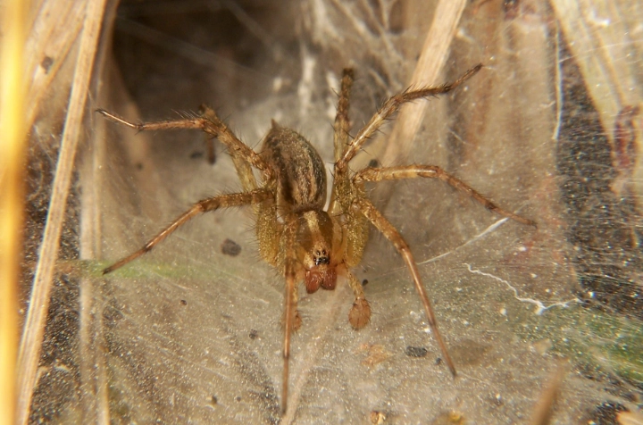 American Funnel Spider Facts: Identification, Venom & Safety Guide