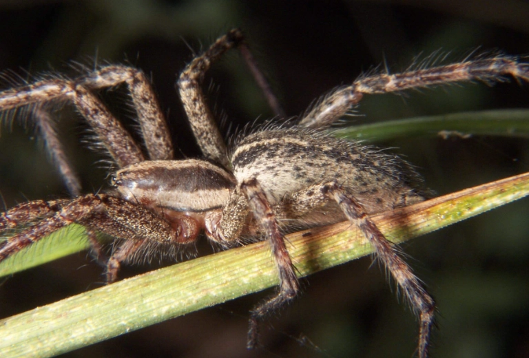 funnel web spider usa