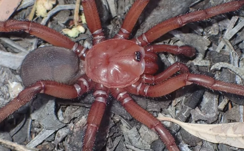 red spider species