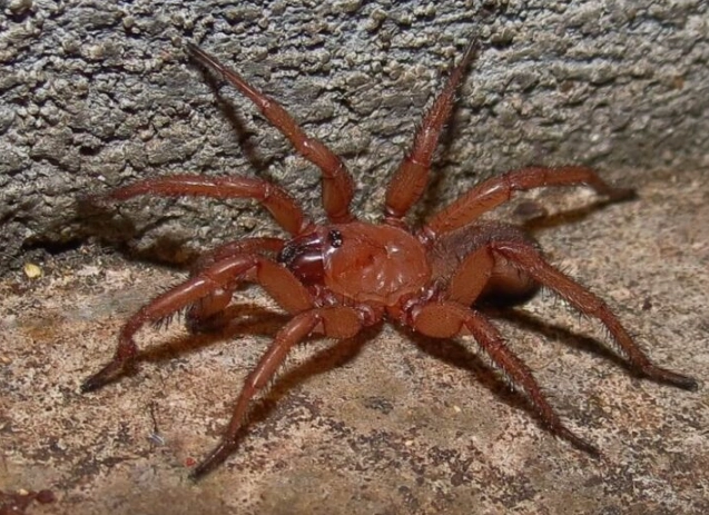 are red spiders poisonous