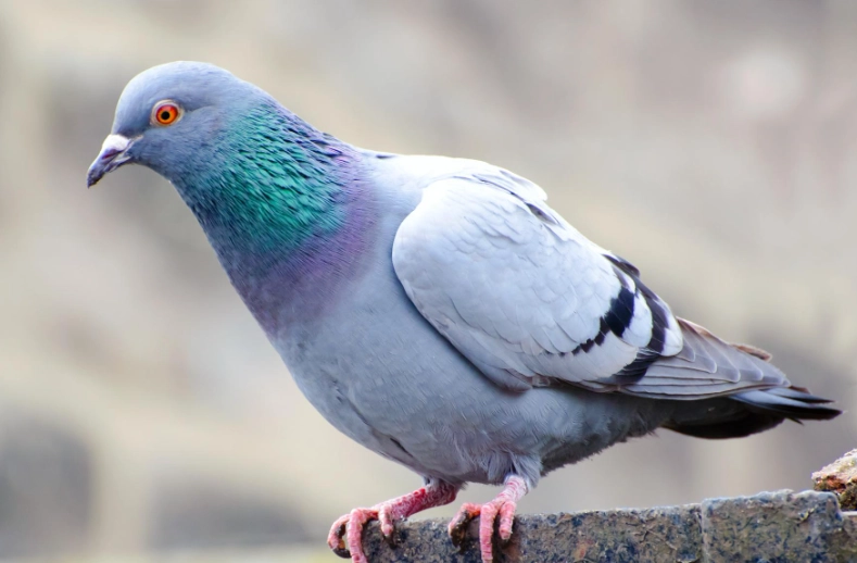 Pigeons (Pegions): Complete Guide to Care, Breeds & Behavior