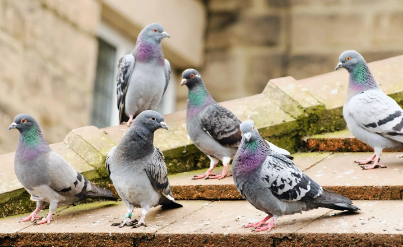 pigeon care