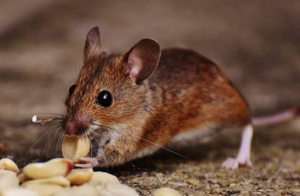 rat habitats outdoors