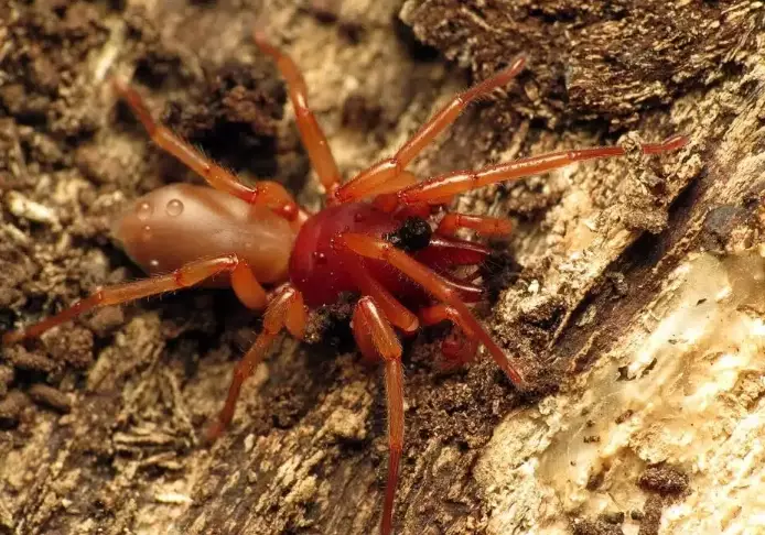 red legged spider identification