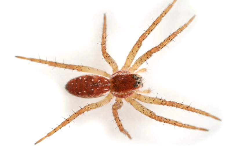 large red spider identification