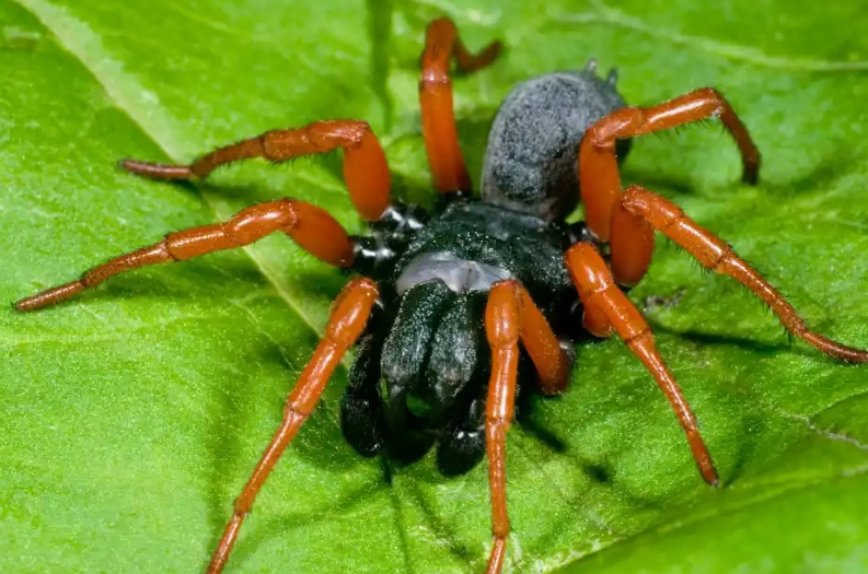 red legged spider identification