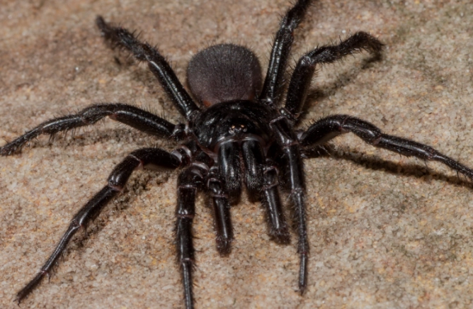 funnel web spider usa