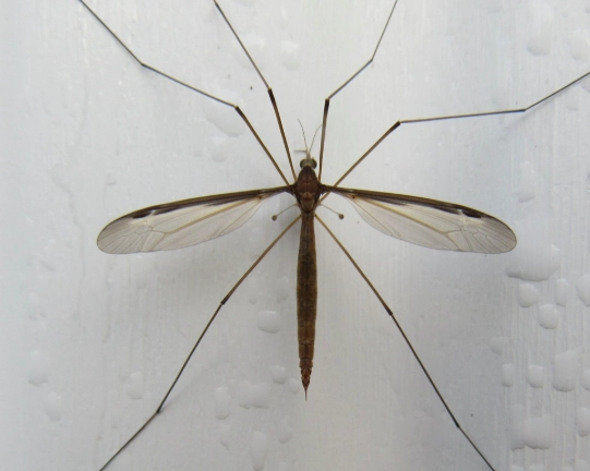 What is a Crane Bug? Complete Guide to Identification, Damage & Control