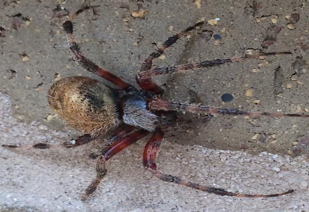 red legged spider identification