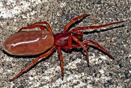 Large Red Spider: Your Complete Guide to Identification, Safety & Facts