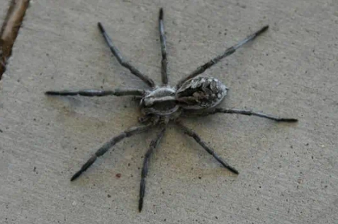 iowa red spider bite