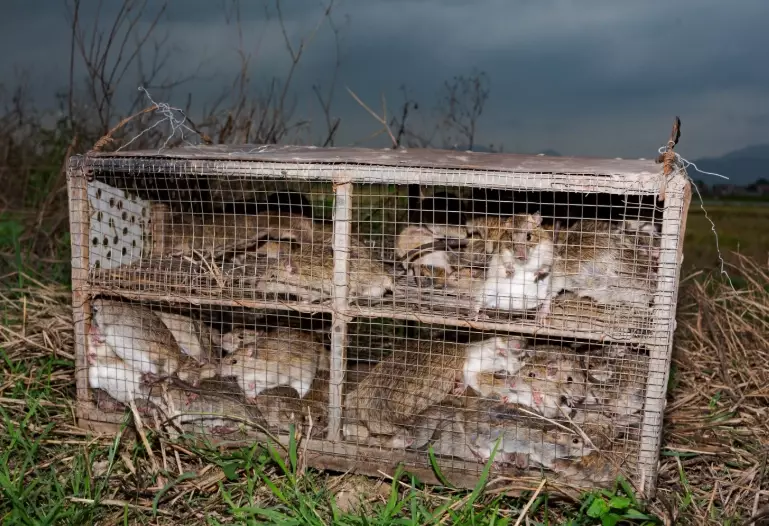 signs of rats outside