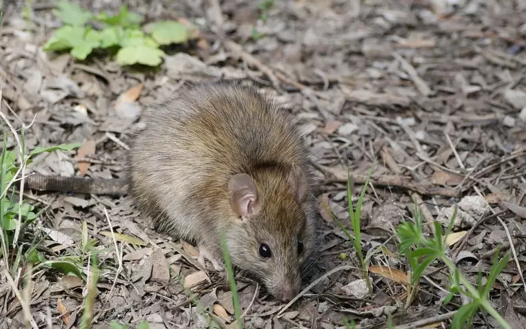 Where Do Rats Live Outside? A Complete Guide to Outdoor Habitats and Prevention