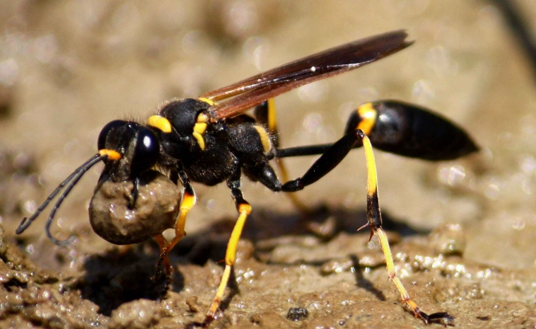 mud dauber nest