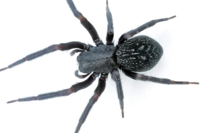 Are Black House Spiders Poisonous? The Complete Safety Guide
