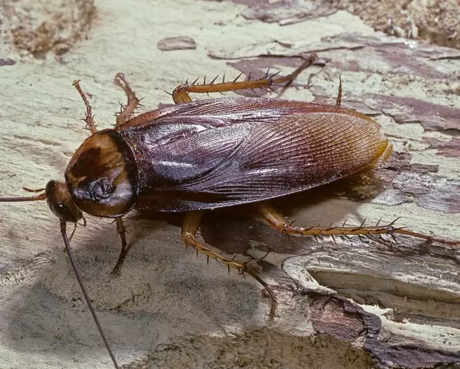 Cockroach Control: The Complete Guide to Getting Rid of Roaches for Good