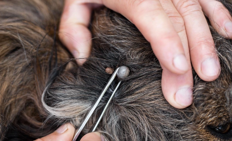 how to prevent ticks on dogs