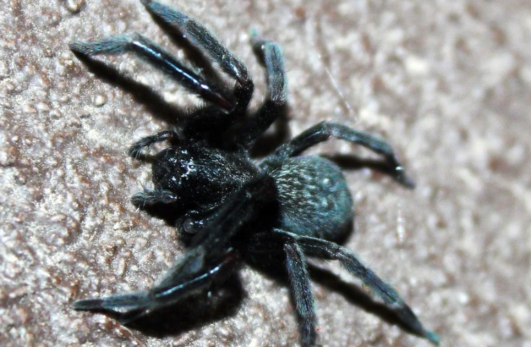 black house spider bite symptoms