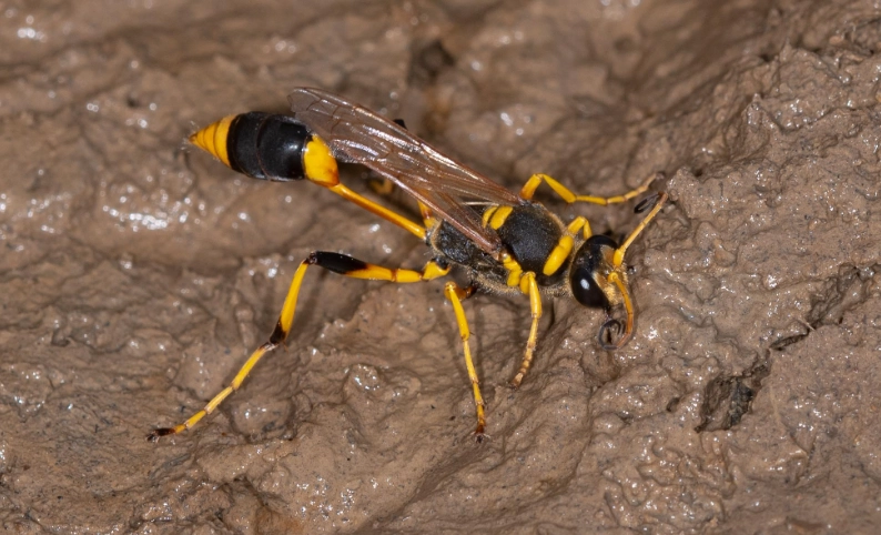 dirt dauber wasp