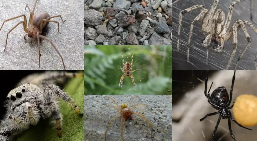 types of pet spiders