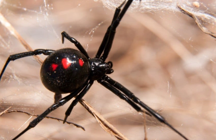 are black spiders poisonous