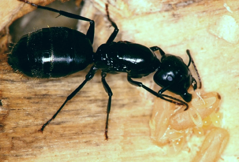 carpenter ant damage