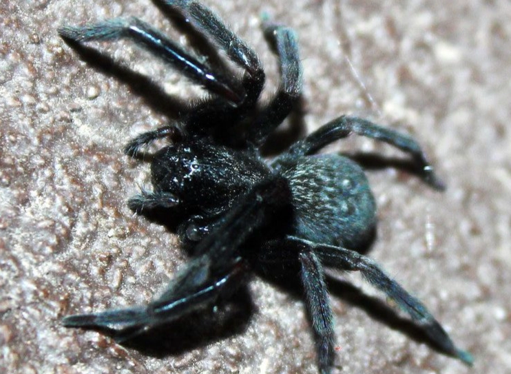 black spider identification