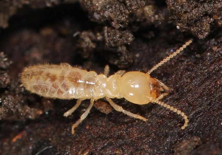 subterranean termite control