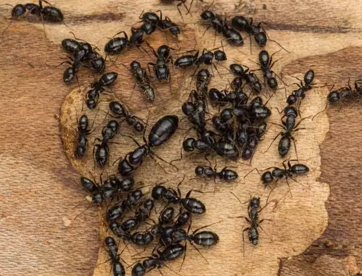 how to get rid of carpenter ants