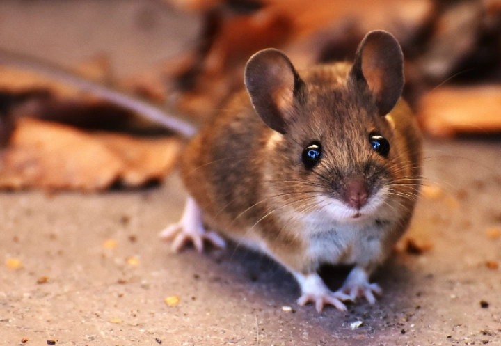 mouse color patterns