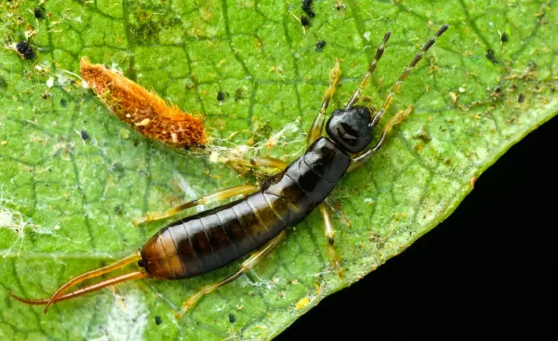 earwig control