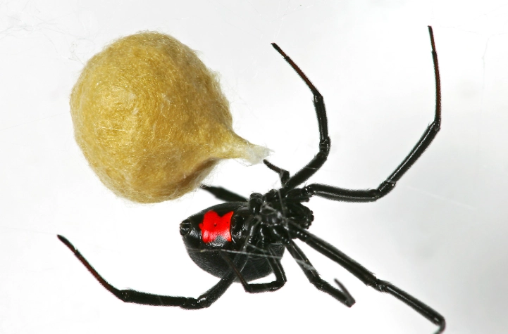 spider identification guide